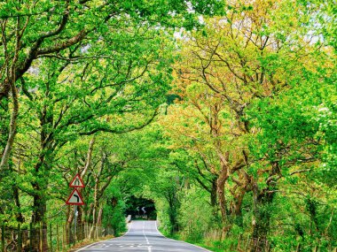 Road with natural green tree arch at Snowdonia in UK clipart