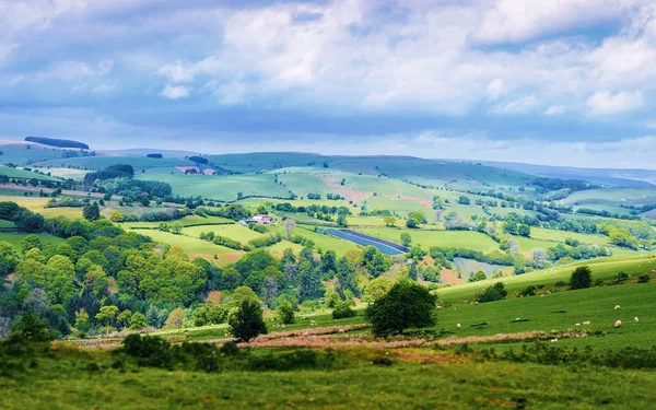 Krajina s ovcemi na kopcích v národním parku Snowdonia — Stock fotografie