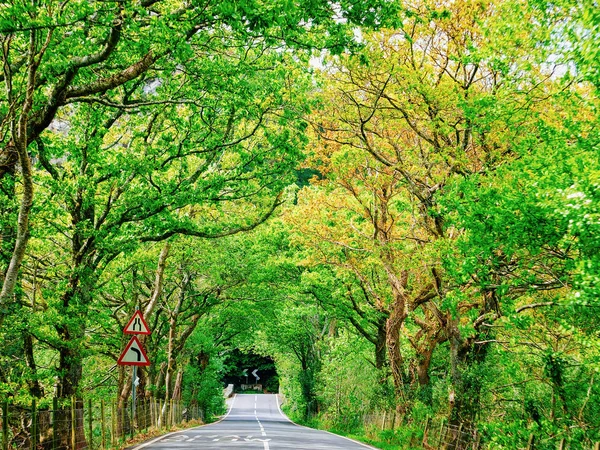 英国のスノードニアの自然の緑の木のアーチを持つ道路 — ストック写真