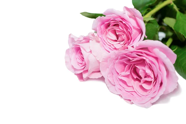 Różowe kwiaty Róża bukiet w białym tle — Zdjęcie stockowe