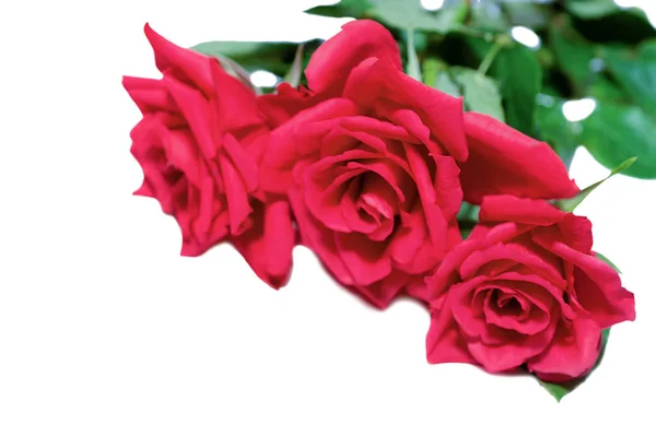 Czerwone róże kwiaty bukiet w białym tle — Zdjęcie stockowe
