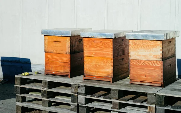 Abejas en cajas de colmenas de madera en Ljublja — Foto de Stock