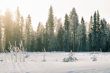 Kışın Karlı kırsal ve orman gündoğumu Rovaniemi