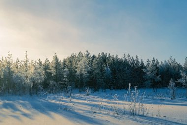 Kışın Orman Rovaniemi ile Karlı kırsal gündoğumu