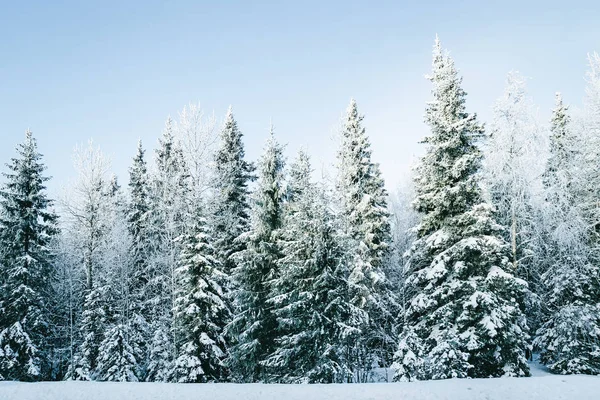 Campo nevado con bosque en invierno Rovaniemi — Foto de Stock