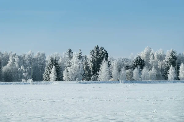 Floresta campestre nevada no inverno Rovaniemi — Fotografia de Stock
