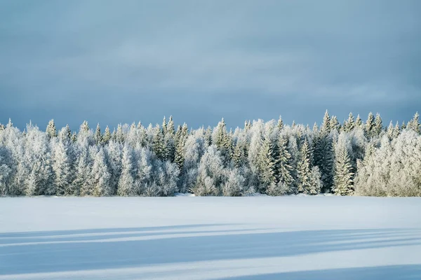 Campo nevado e inverno florestal Rovaniemi — Fotografia de Stock