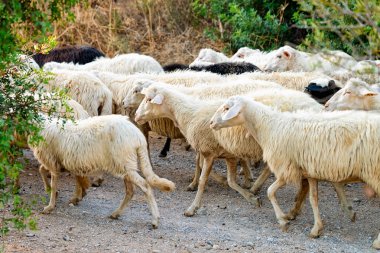 Perdaxius tarım çiftliği köyünde çalışan koyun sürüsü