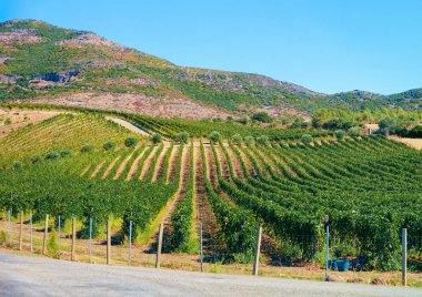 Sardunya Adası'nda üzüm bağları ile araba olmadan boş yol