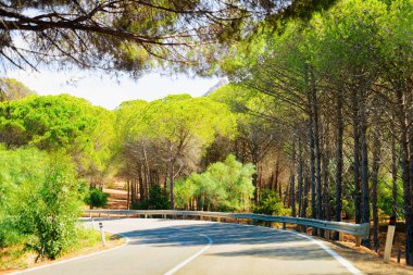 Sardunya'da arabasız boş yol ve yeşil orman