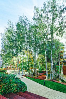 Huş ağaçları ve Modern cam apartman