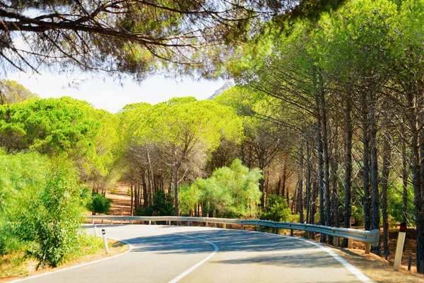 Sardunya'da arabasız boş yol ve yeşil orman