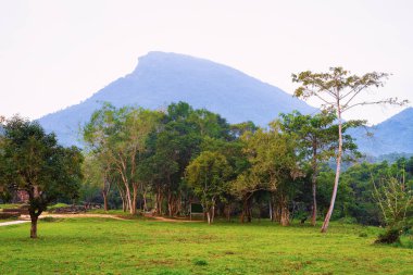 Hoi An Vietnam yakınlarındaki Oğlum Sanctuary Orman ormanı