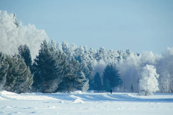 Фон зимнего снежного леса Пейзажи и холодная природа и деревья — стоковое фото