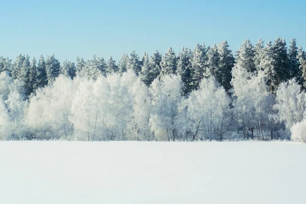 Inverno floresta de neve fundo Paisagens e natureza fria árvores nevadas — Fotografia de Stock