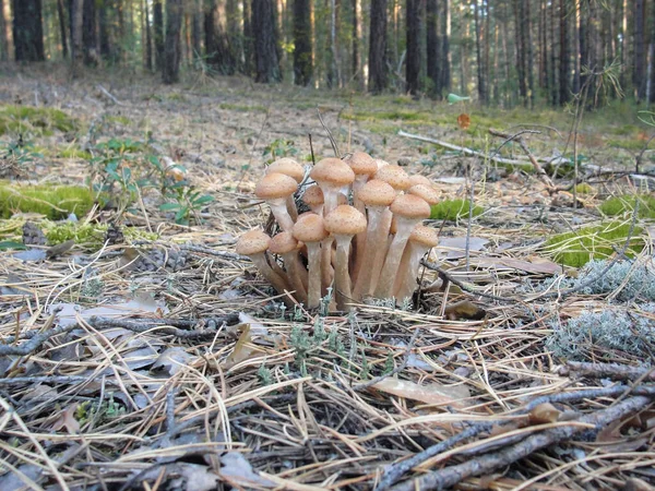 Armillaria mellea або їстівні медові гриби в лісі — стокове фото