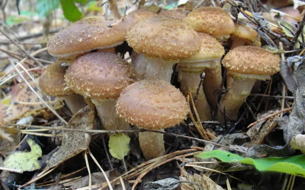 Armillaria mellea і їстівні медові гриби в лісі — стокове фото