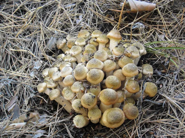 Armillaria mellea і їстівні медові гриби в лісі — стокове фото