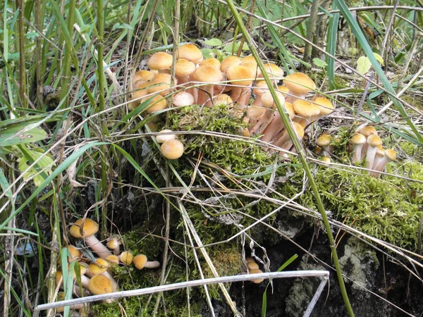 Armillaria mellea champignon du miel comestible dans la forêt — Photo