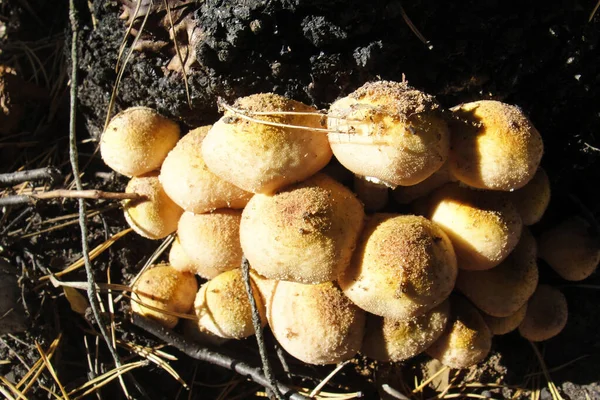Armillaria mellea och ätbar honungssvamp i skogen solig dag — Stockfoto