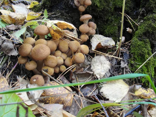 Armillaria mellea їстівний медовий гриб в лісі — стокове фото