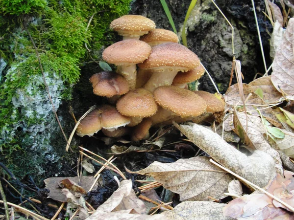 Armillaria mellea і їстівні медові гриби ліси — стокове фото
