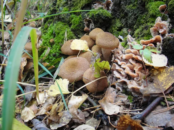 Armillaria mellea vagy ehető mézgomba az erdőben — Stock Fotó