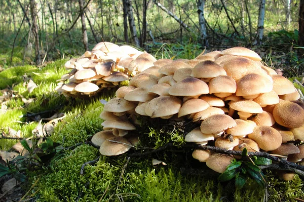 Armillaria mellea vagy ehető mézgomba az erdő napos napján — Stock Fotó