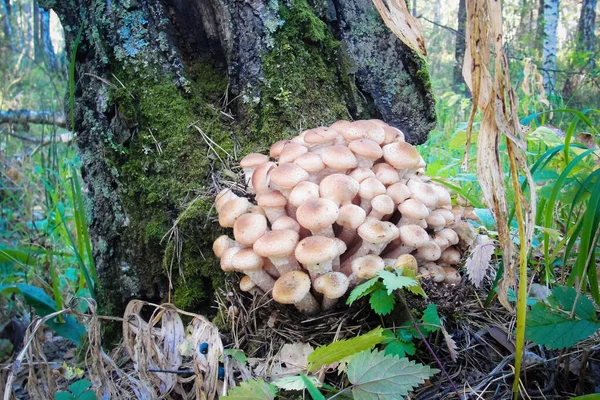 Armillaria mellea або їстівний медовий гриб ліс — стокове фото