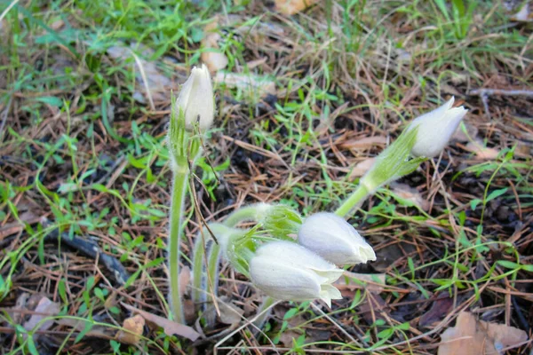 Primera flor de primavera blanca Pulsatilla patens floreciendo en el bosque — Foto de Stock