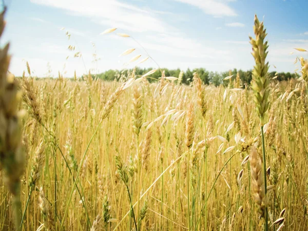 Sarı hasatlı buğday tarlası