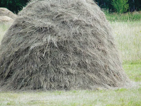 Hromada sena na poli na venkově v létě — Stock fotografie