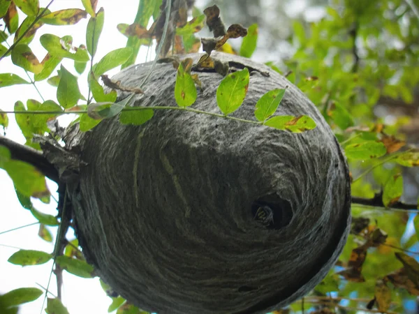 Vespiari o vespe nidificano nella foresta in estate — Foto Stock