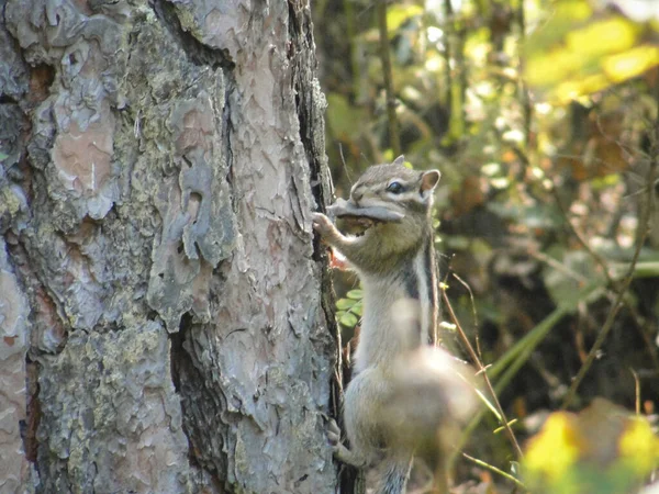 Ardilla siberiana o ardilla común comiendo algo de comida en el árbol — Foto de Stock