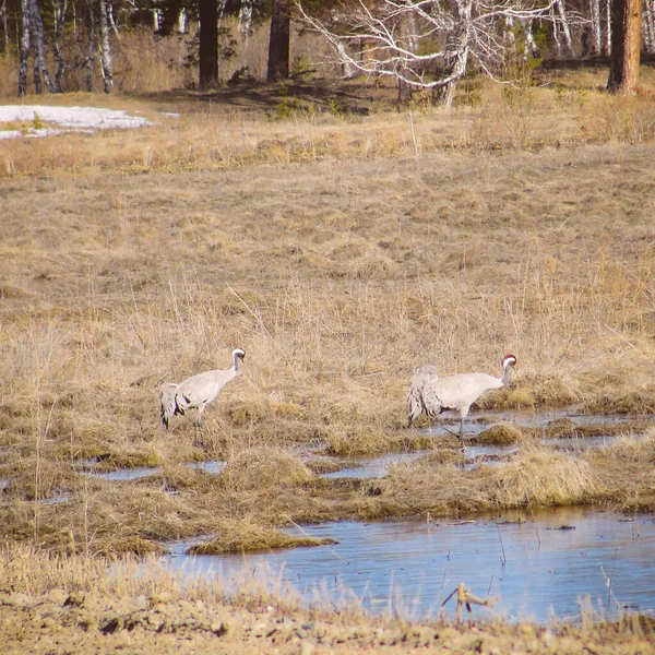 Grues grises dans la forêt en Sibérie au début du printemps — Photo