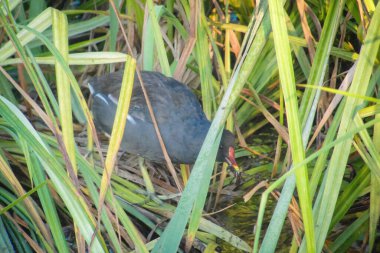 Göl kenarındaki yeşil boğaların arasındaki karanlık bozkır tavuğu.