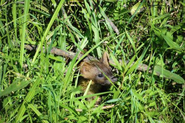 Pine Marten veya Martes yeşil çimlerde
