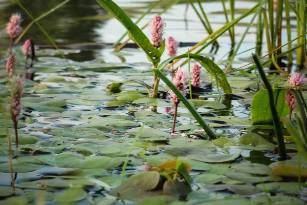 Bistorta officinalis vagy közönséges bistort virágok és zöld levelek — Stock Fotó