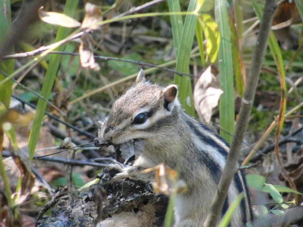 Ardilla siberiana y ardilla común comiendo algo de comida — Foto de Stock