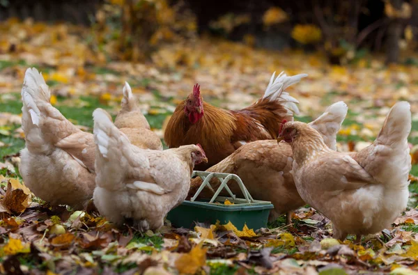 Evcil tavuklar ve horozlar caddedeki bir besleyiciden yenir. — Stok fotoğraf