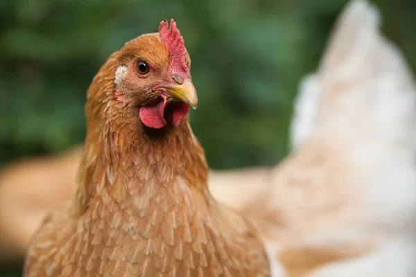 Organik Bir Çiftlikte Bedava Tavuk Organik Çiftlik Kapat — Stok fotoğraf