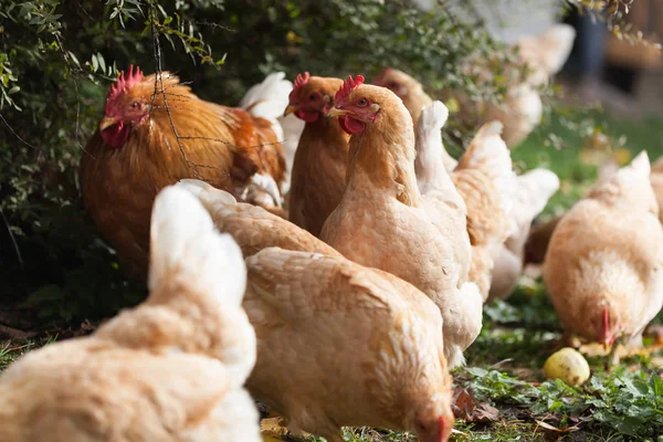 O arka bahçesinde kırmızı horoz otlayan yerli yavru tavuklar — Stok fotoğraf