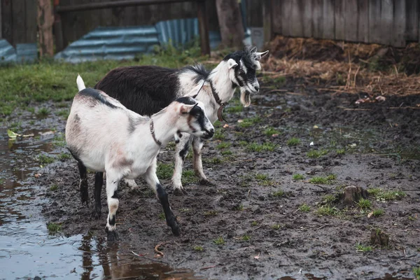 A group of gray-white alpine goats on a backyard walk. Alpine go — Stock Photo, Image