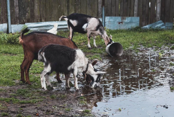 A group of gray-white alpine goats on a backyard walk. Alpine go — Stock Photo, Image