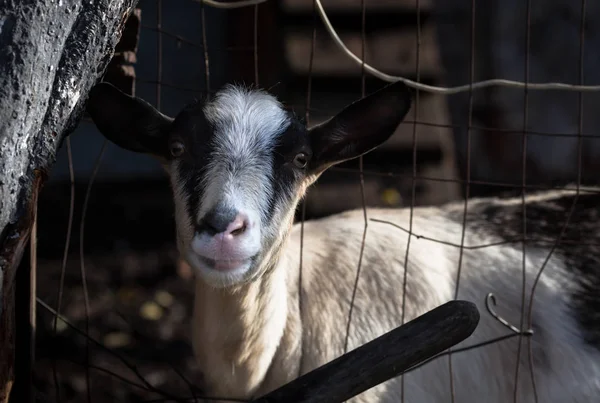 A closeup of an alpine goat in the backyard.CR2 — Stock Photo, Image