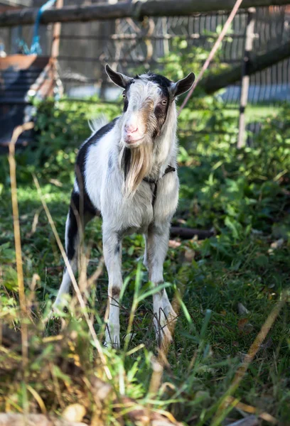 Black and white goat on a leash on a home mini farm in the autum — Stock Photo, Image