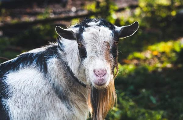 Black and white goat on a leash on a home mini farm in the autum — Stock Photo, Image