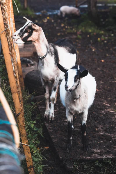 Two black and white alpine goats on a walk in the backyard in Oc — Stock Photo, Image