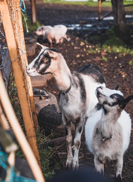 Two black and white alpine goats on a walk in the backyard in Oc — Stock Photo, Image