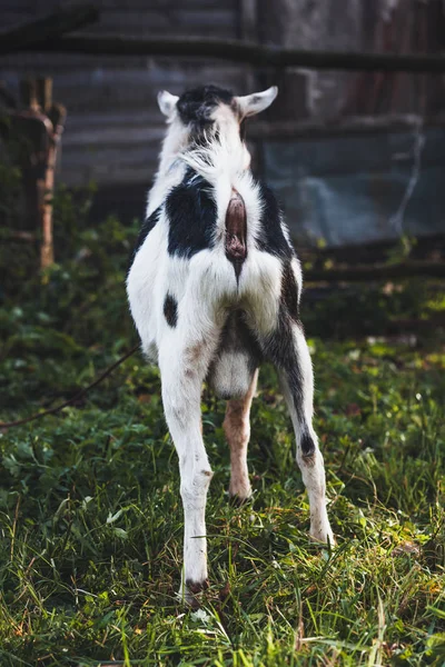 Black and white goat on a leash on a home mini farm in the autum — Stock Photo, Image